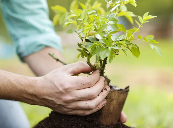 Hands planting a small tree as a symbol of recovery growth